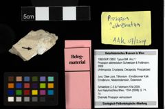 Foto (Objekt + Etiketten) von Prosopon abbreviatum (Schweitzer & Feldmann, 2009) 